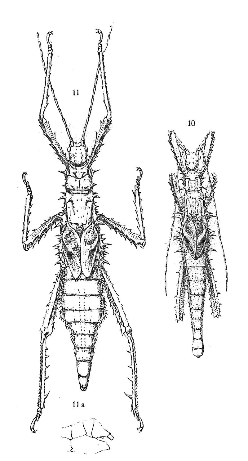 Haaniella echinata - Redtenbacher 1906