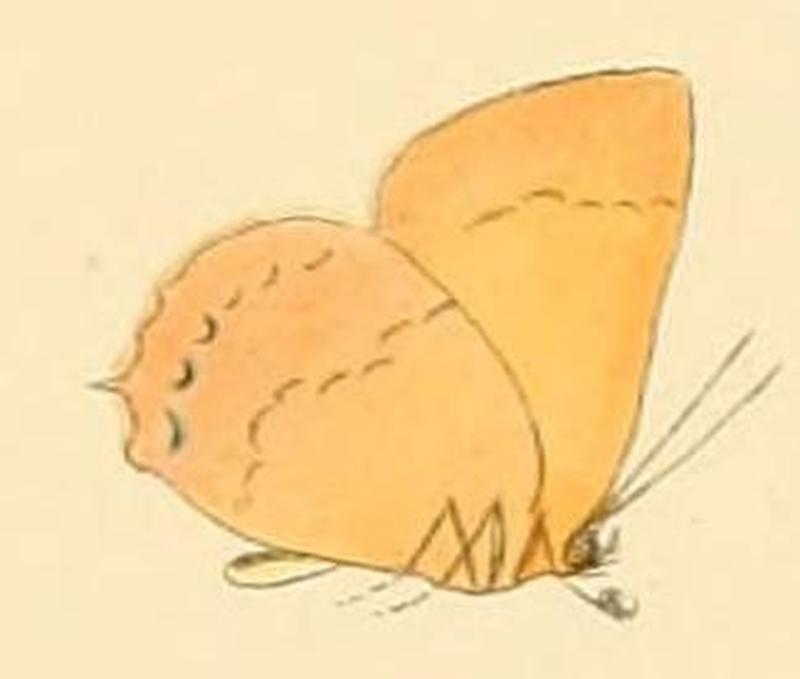 Habrodais grunus