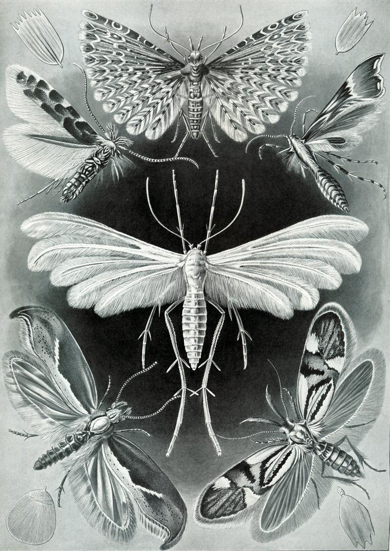 Haeckel Tineida