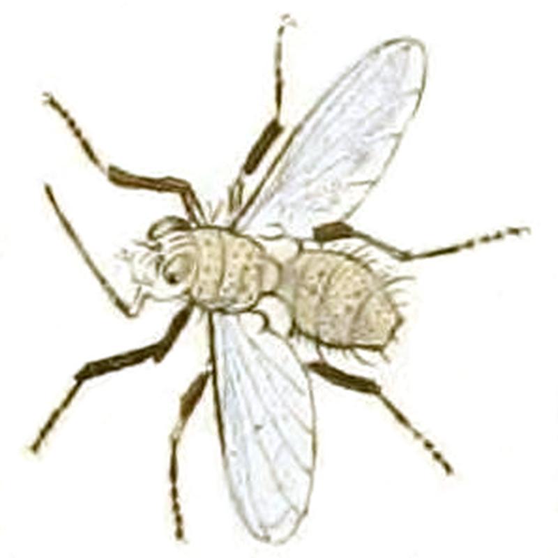 Haematobia irritans (Linnaeus, 1758) labelled as Stomoxys irritans Fabr. (Panzer & Sturm 1793), whitened, clean