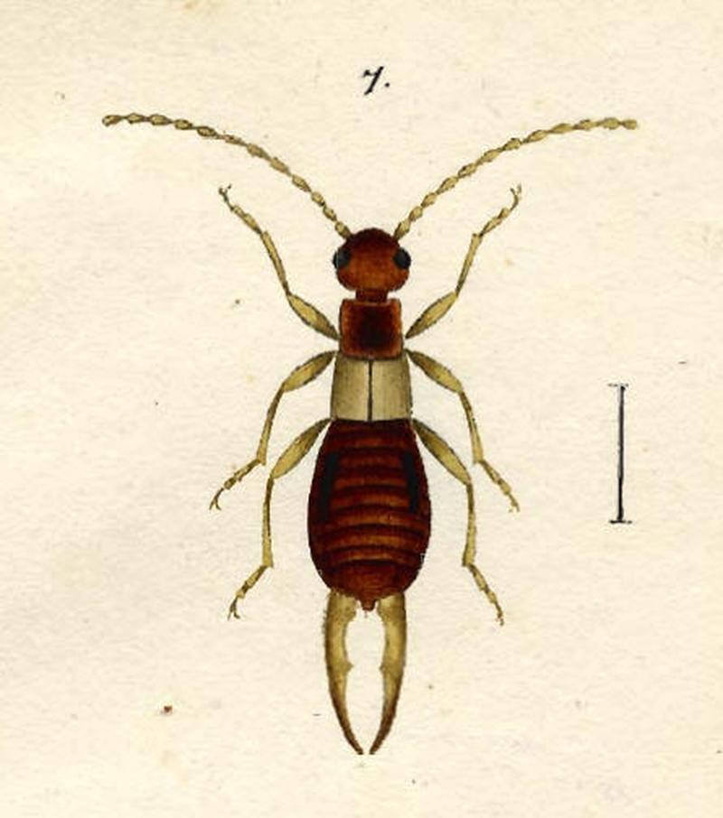 Hagenbach earwig