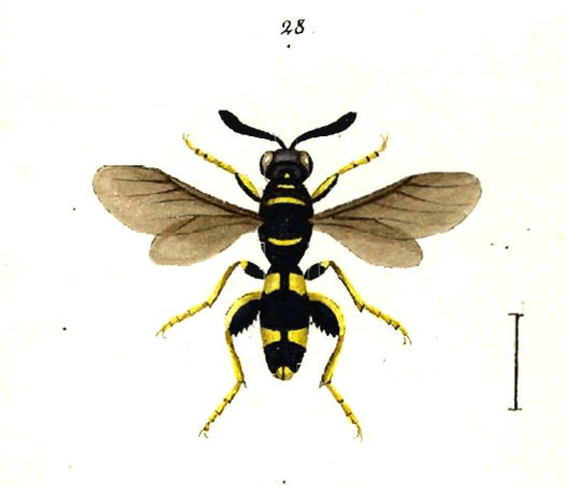 Hagenbach wasp