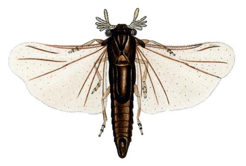 Halictophagus australensis