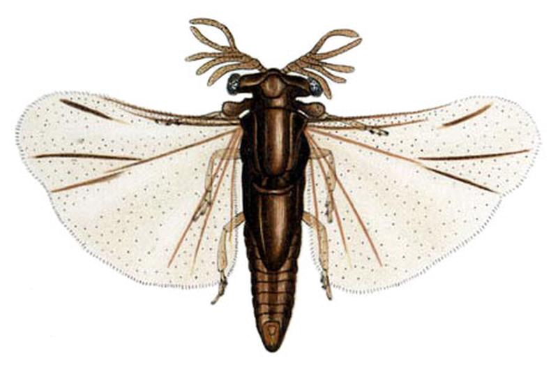 Halictophagus barberi