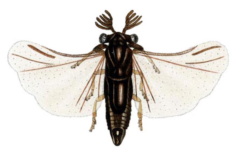 Halictophagus schwarzi