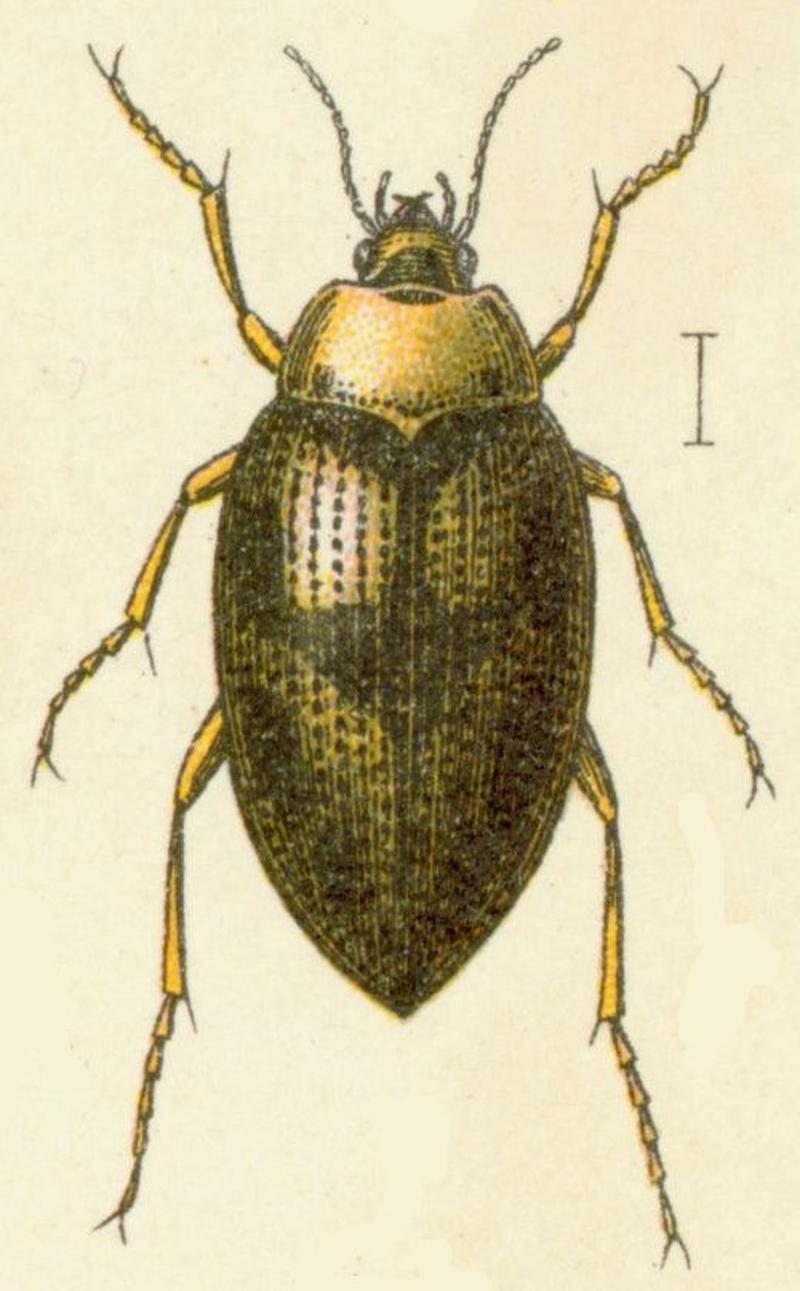 Haliplus fluviatilis