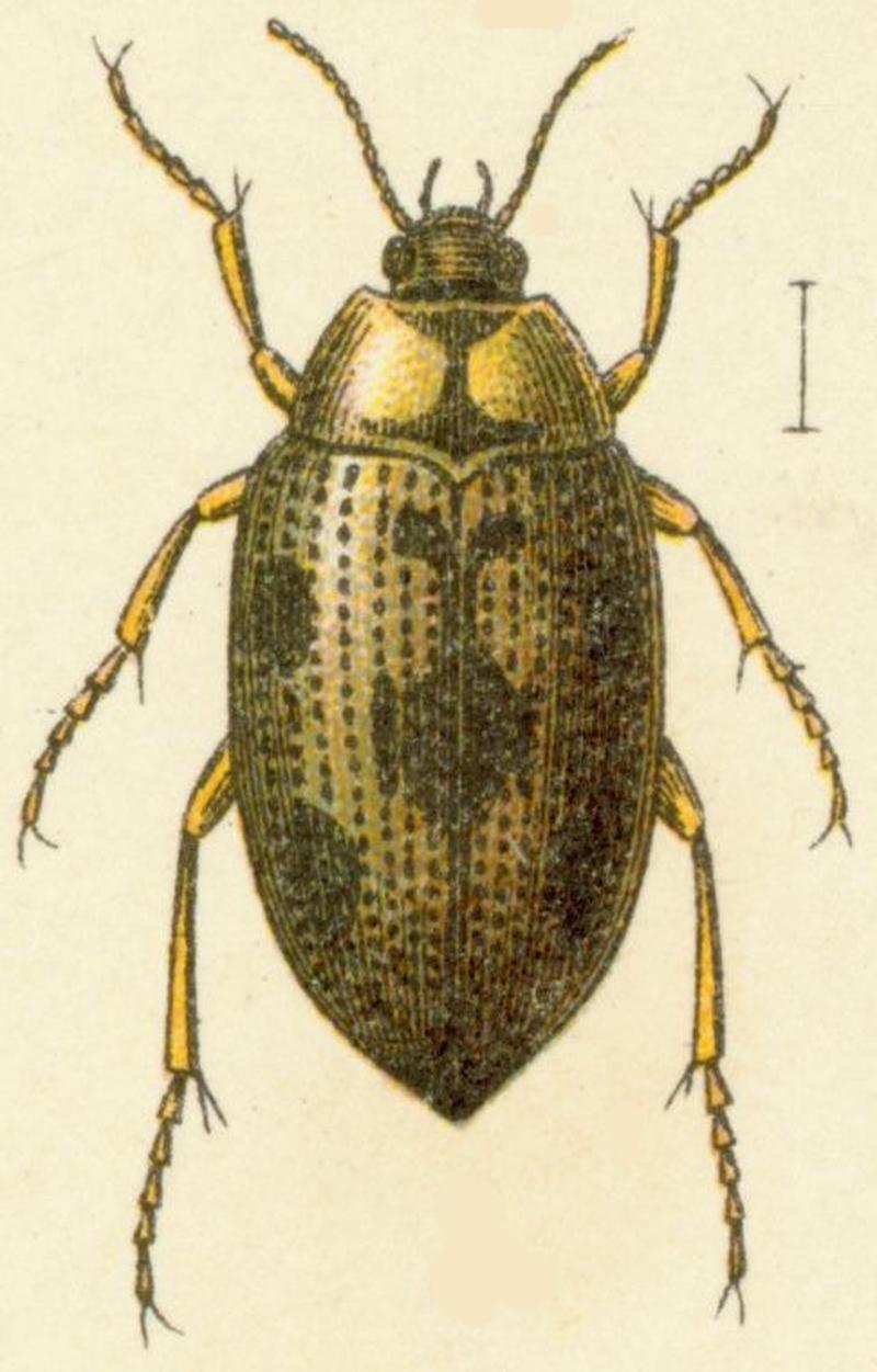 Haliplus lineatocollis