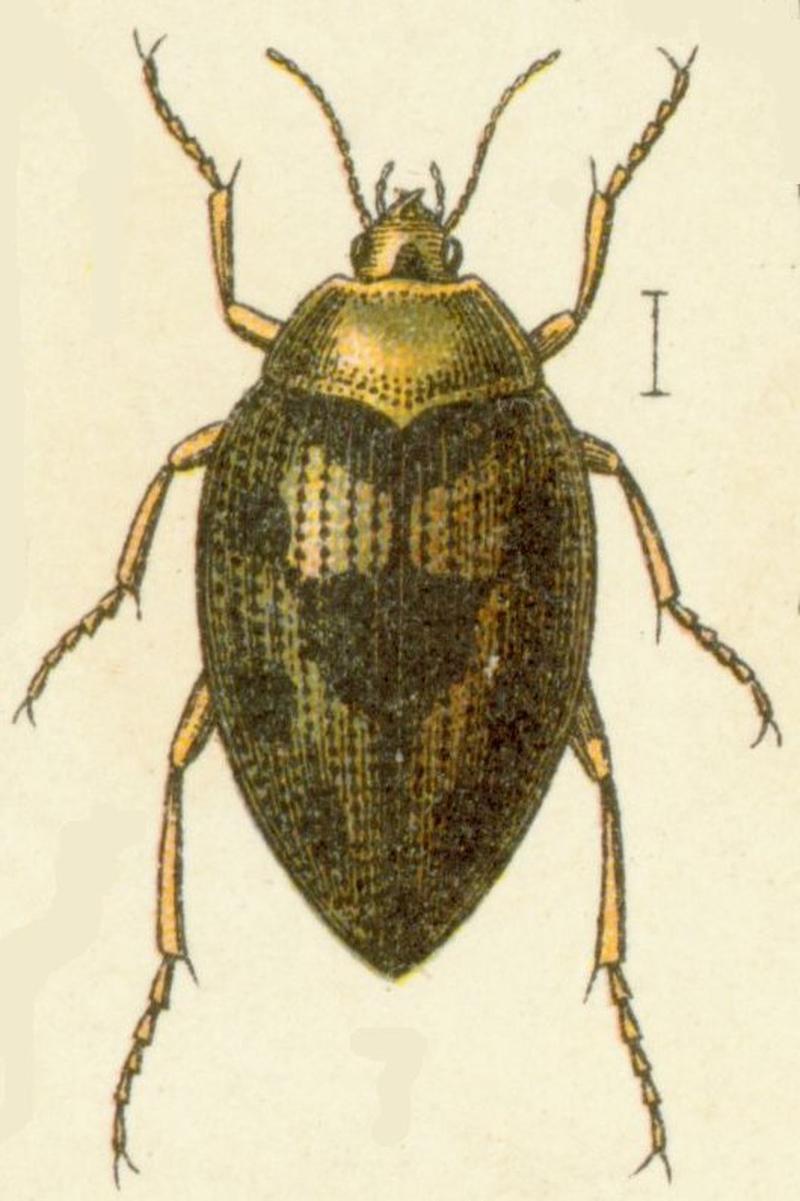 Haliplus ruficollis