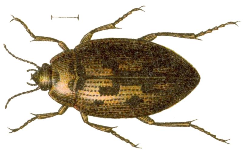 Haliplus variegatus 2