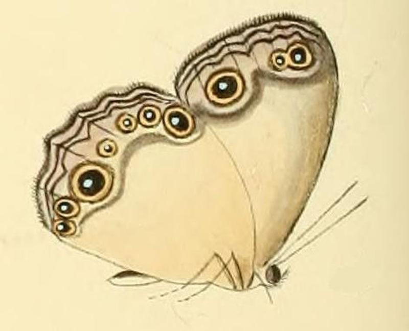 Hallelesis asochis