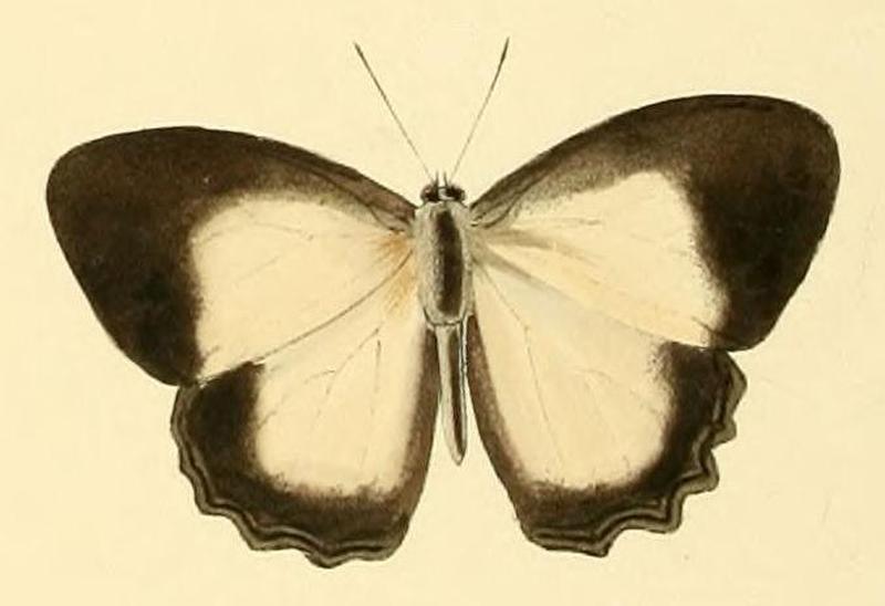 Hallelesis asochis1