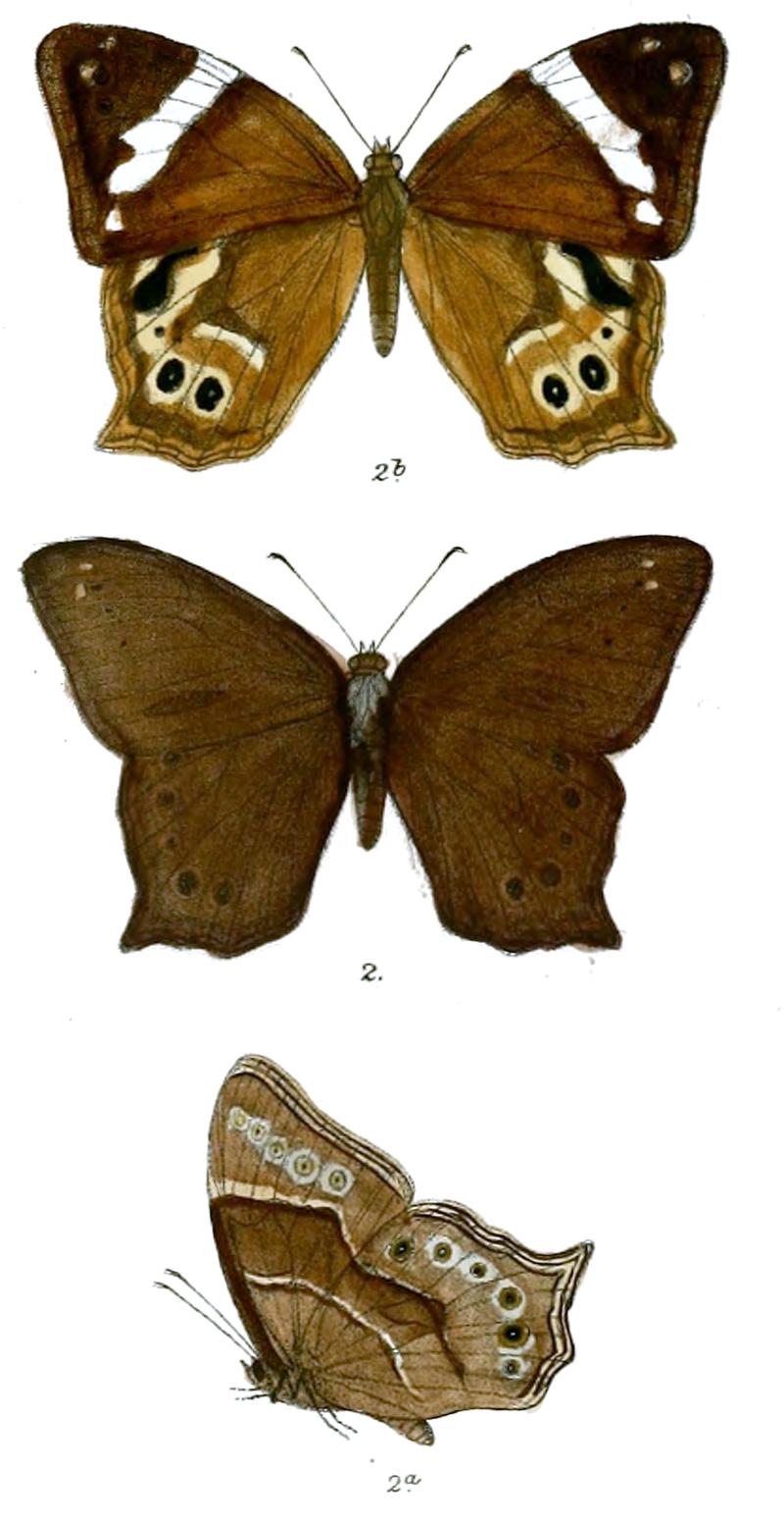 HaniphaDynsate 77 2