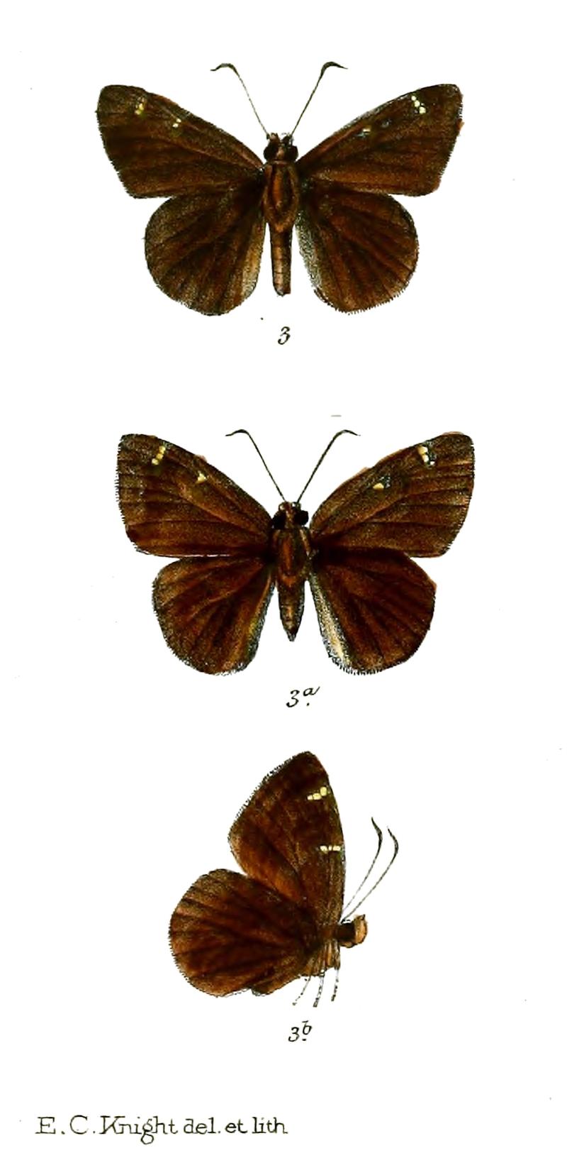 HantanusInfernus 756 3