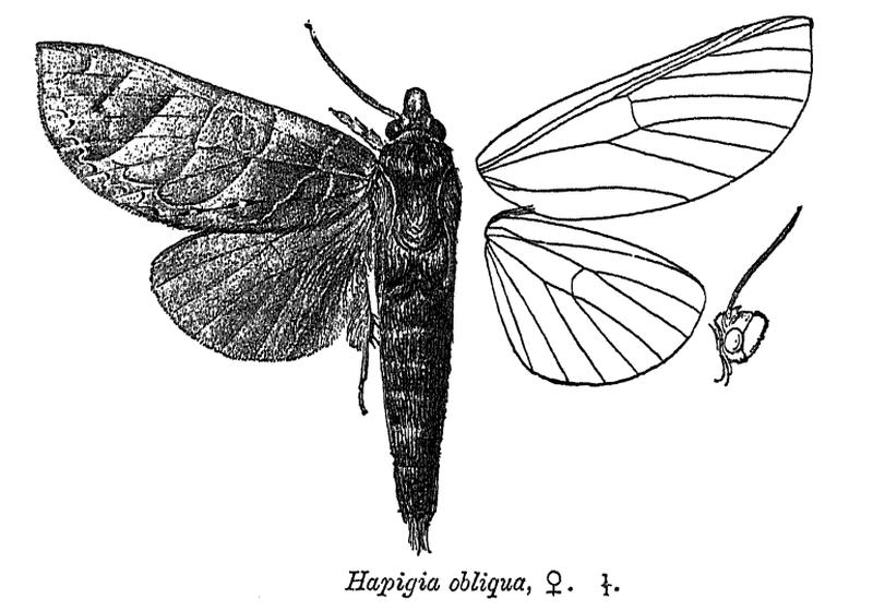 HapigiaObliqua