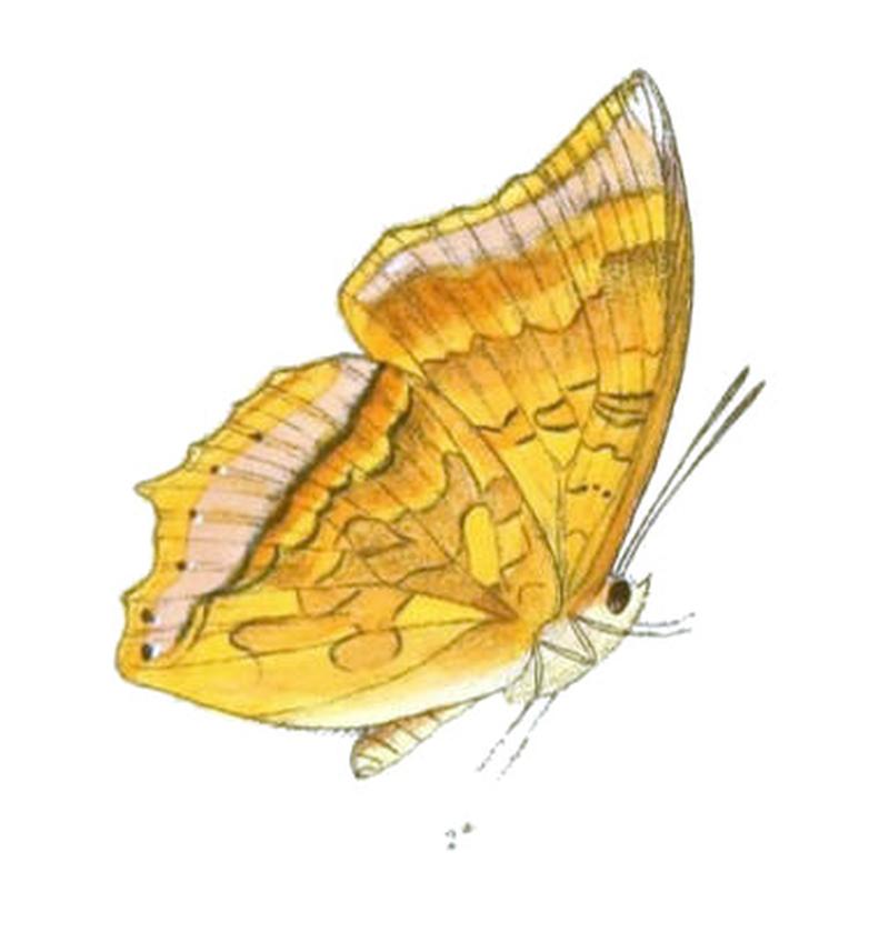 HaridraAdamsoni173 2a
