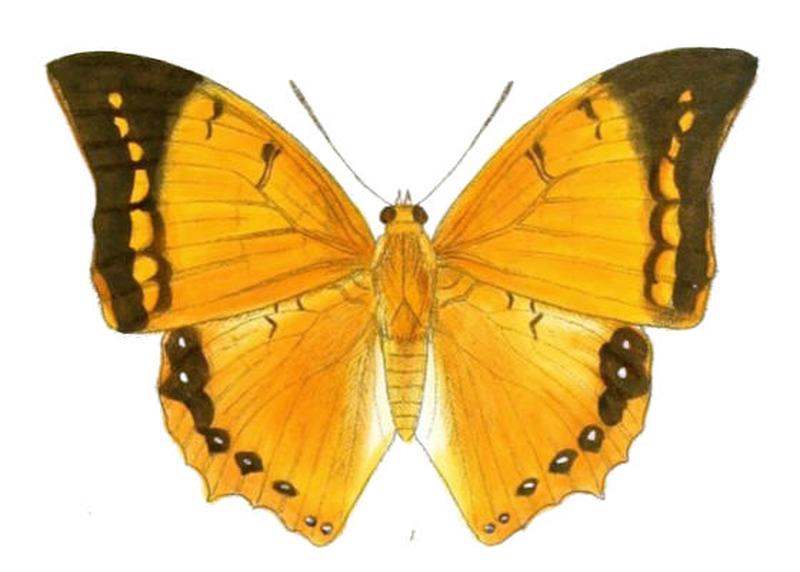 HaridraAristogiton173 1