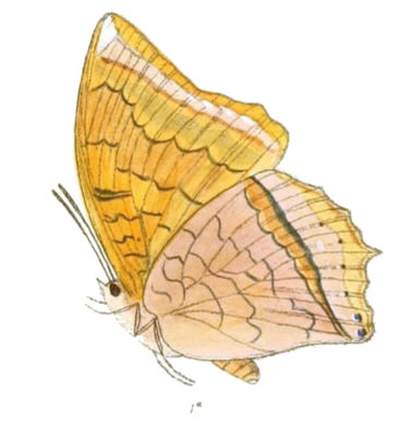 HaridraAristogiton173 1a