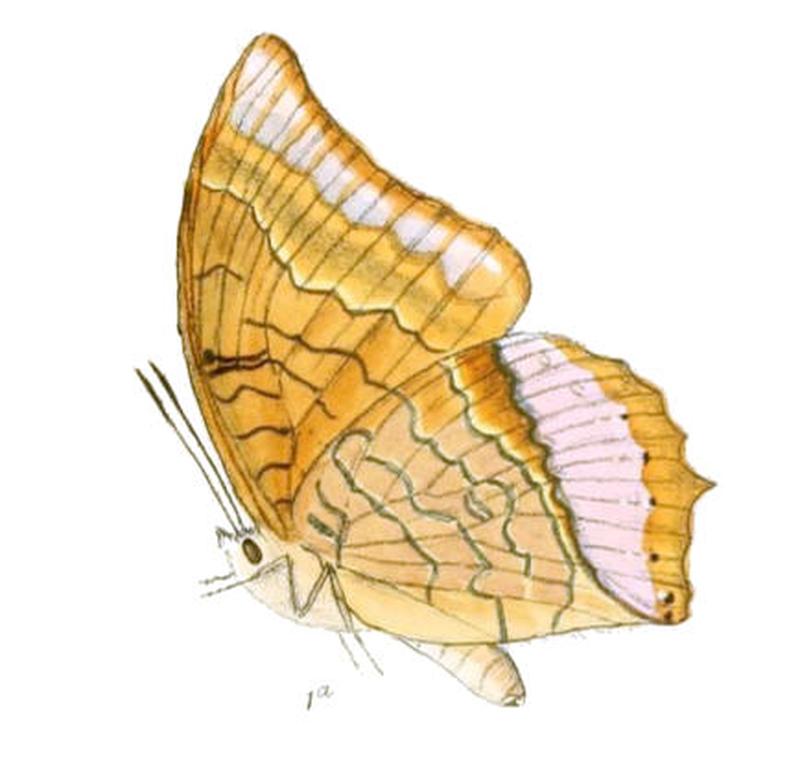 HaridraDesa172 1a