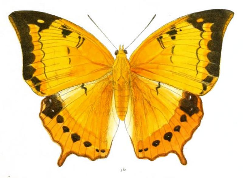HaridraDesa172 1b