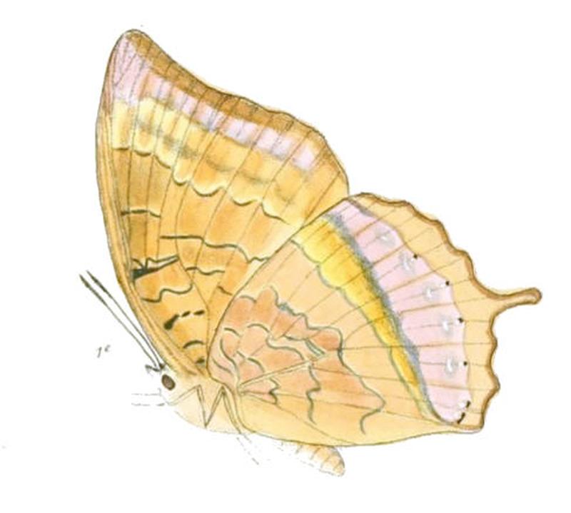 HaridraDesa172 1c