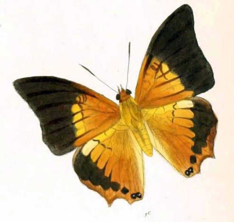 HaridraHipponax178 1c