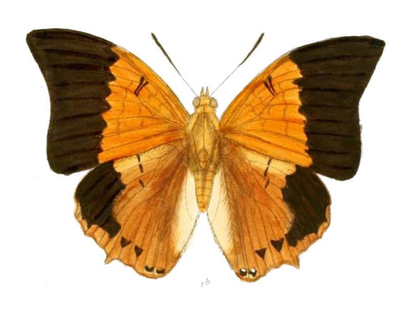 HaridraImna169 1b