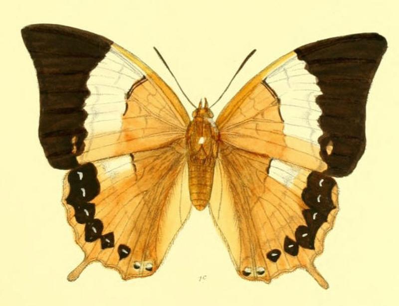 HaridraImna169 1c