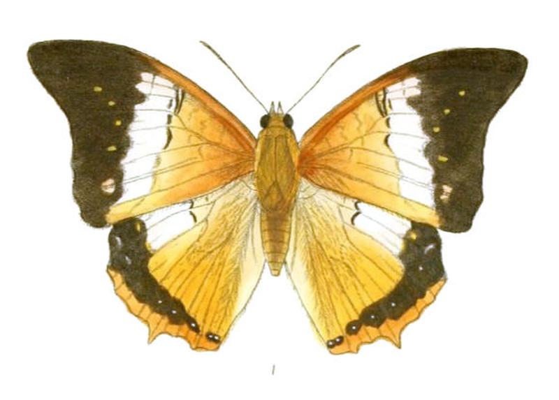 HaridraJalinder179 1
