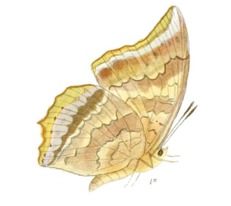 HaridraJalinder179 1a