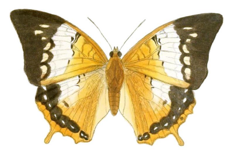 HaridraJalinder179 1b
