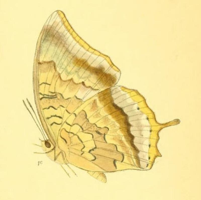 HaridraJalinder179 1c
