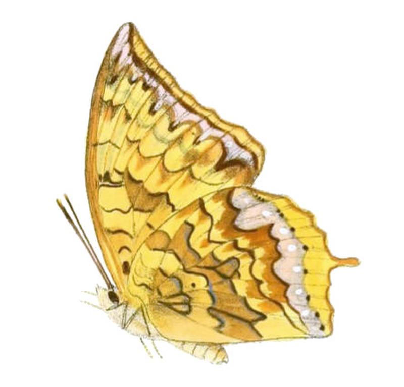 HaridraKahruba171 1a