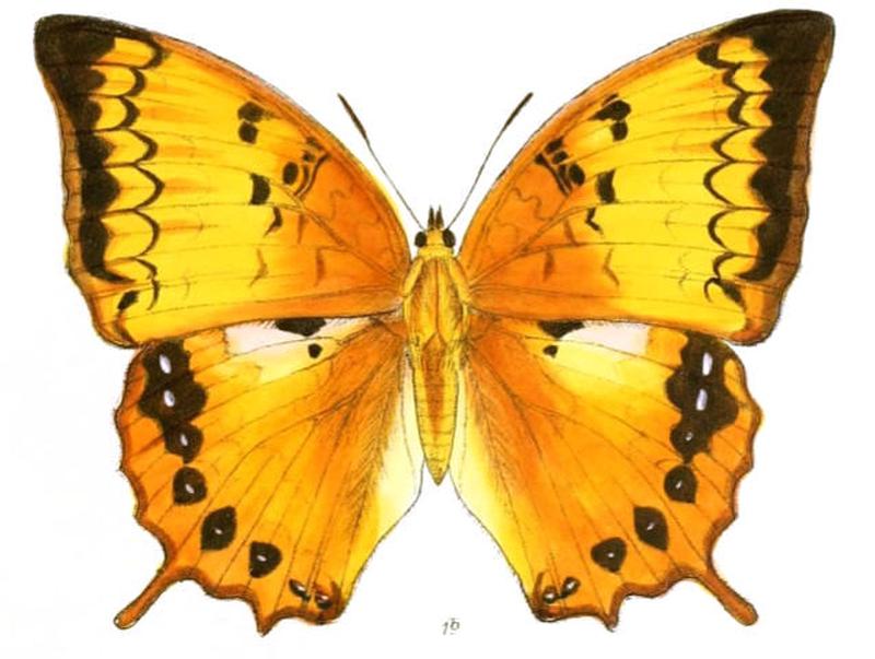 HaridraKahruba171 1b