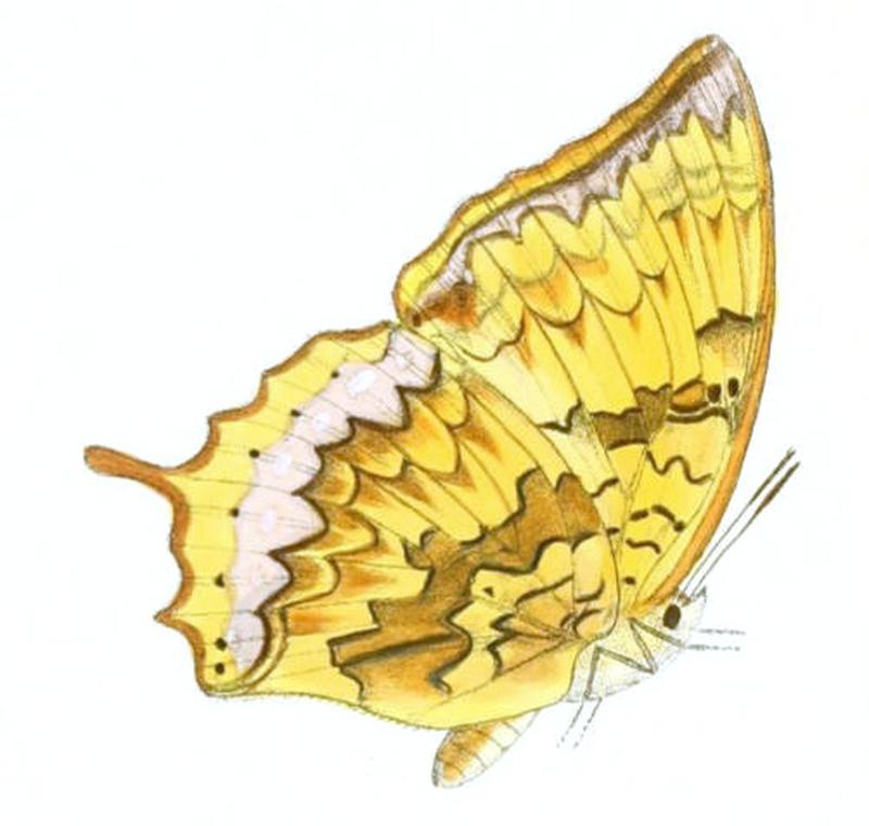 HaridraKahruba171 1c