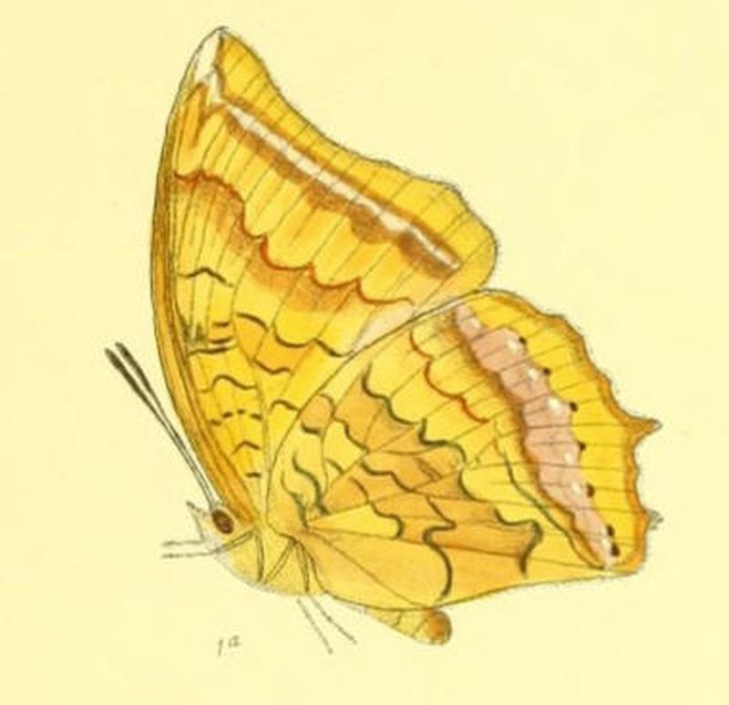 HaridraMarmax170 1a