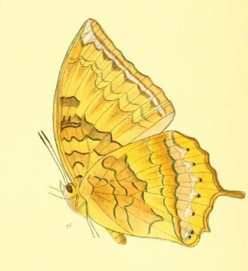 HaridraMarmax170 1c