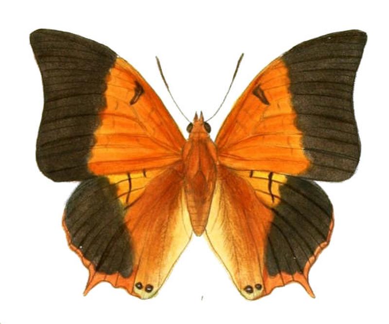 HaridraPsaphon168 1
