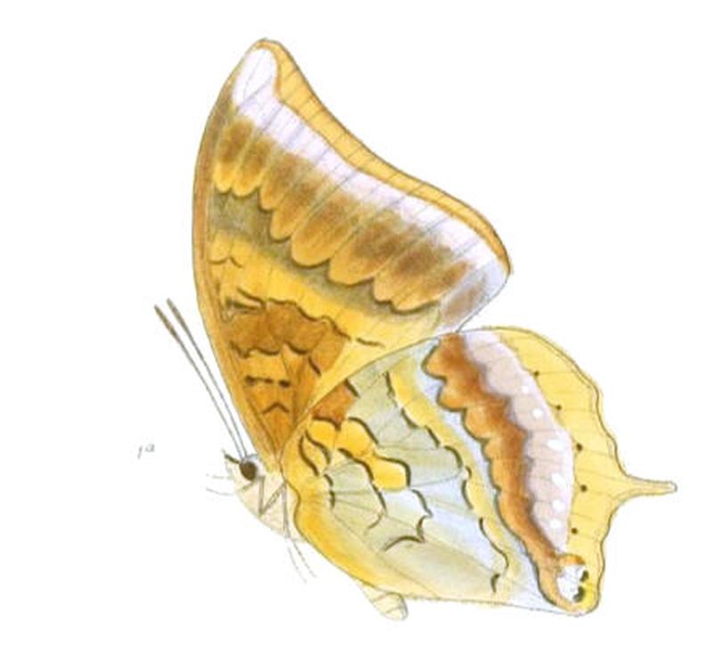 HaridraPsaphon168 1a