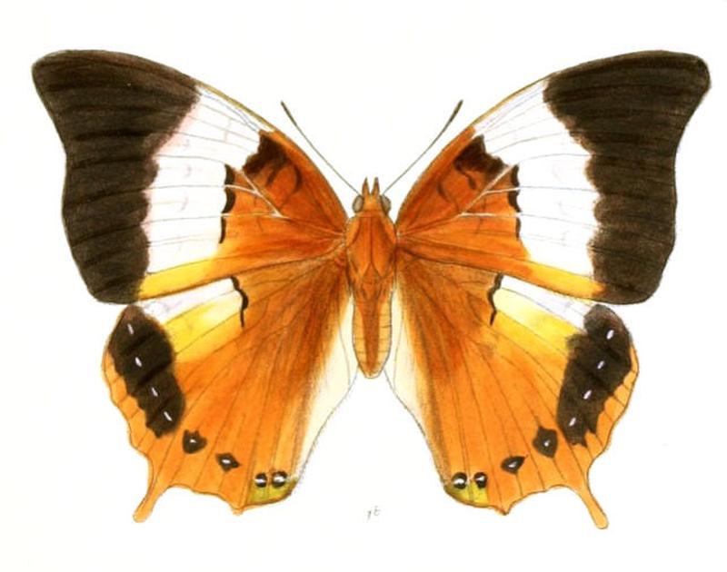 HaridraPsaphon168 1b