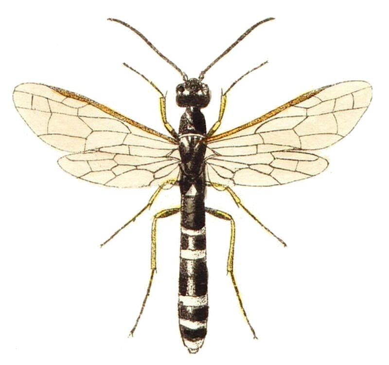 Hartigia linearis