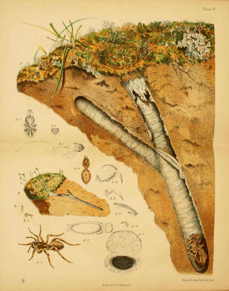 Harvesting ants and trap-door spiders (Pl. IX) BHL6290773