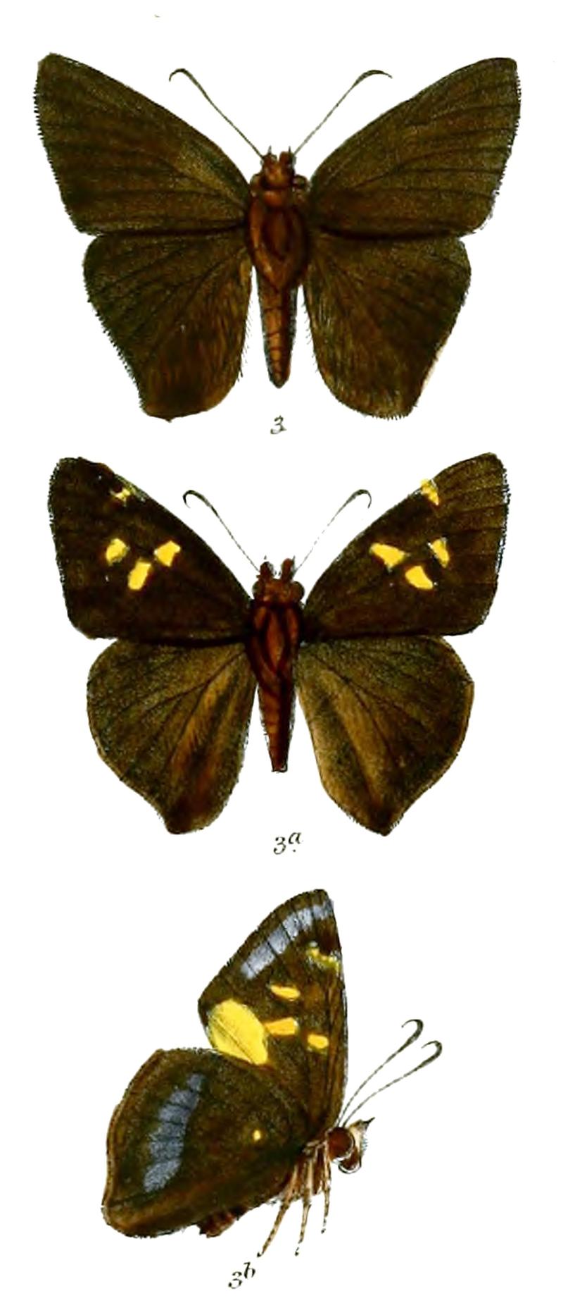 HasoraAnuraMFF 750 3