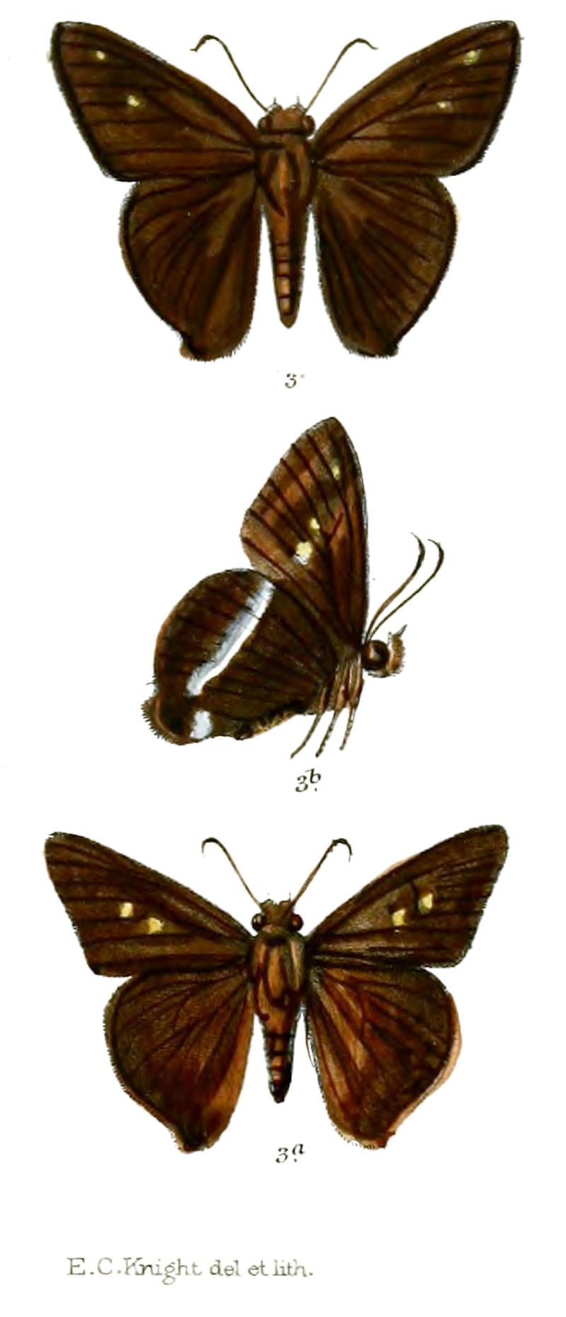 HasoraChabrona 751 3