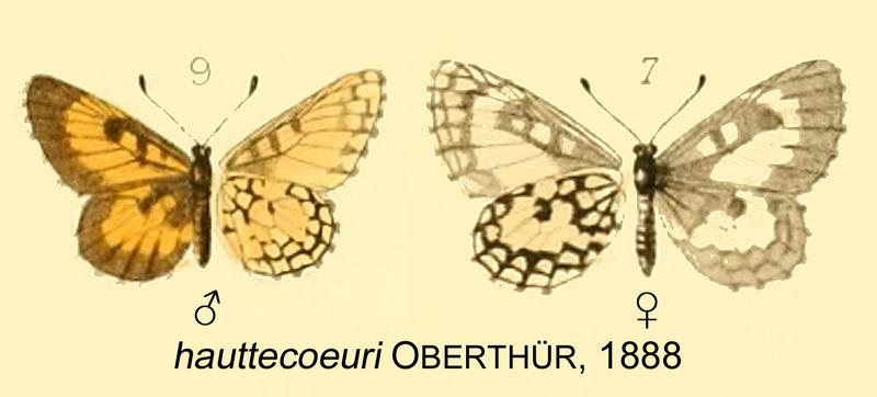 Alaena interposita hauttecoeuri from original description