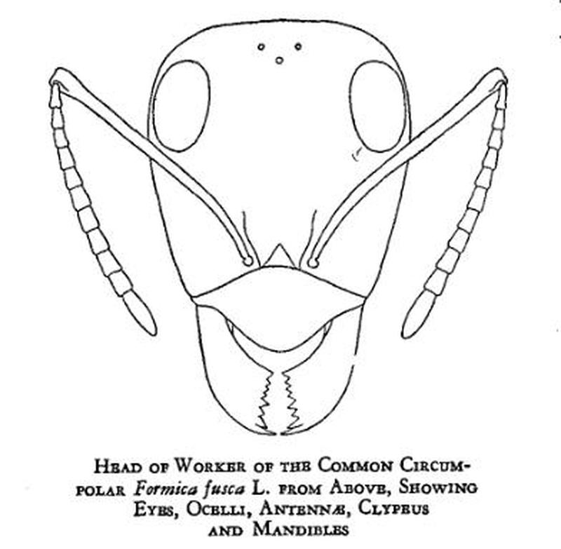 Head of an Ant Formicidae