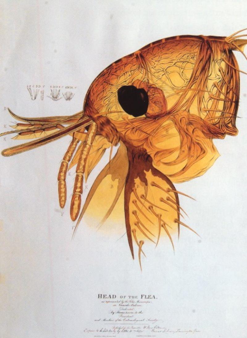 Head of the Flea (Lens Aldous)