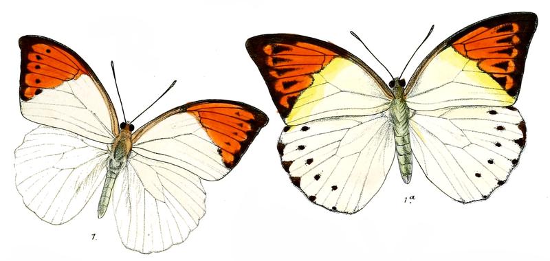 Hebomoia australis