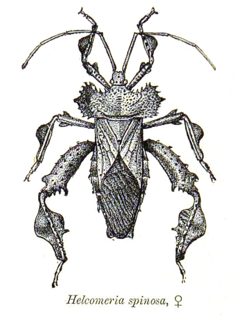 Helcomeria spinosa