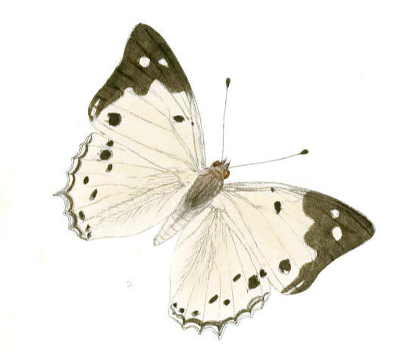 HelcyraHemina190 2