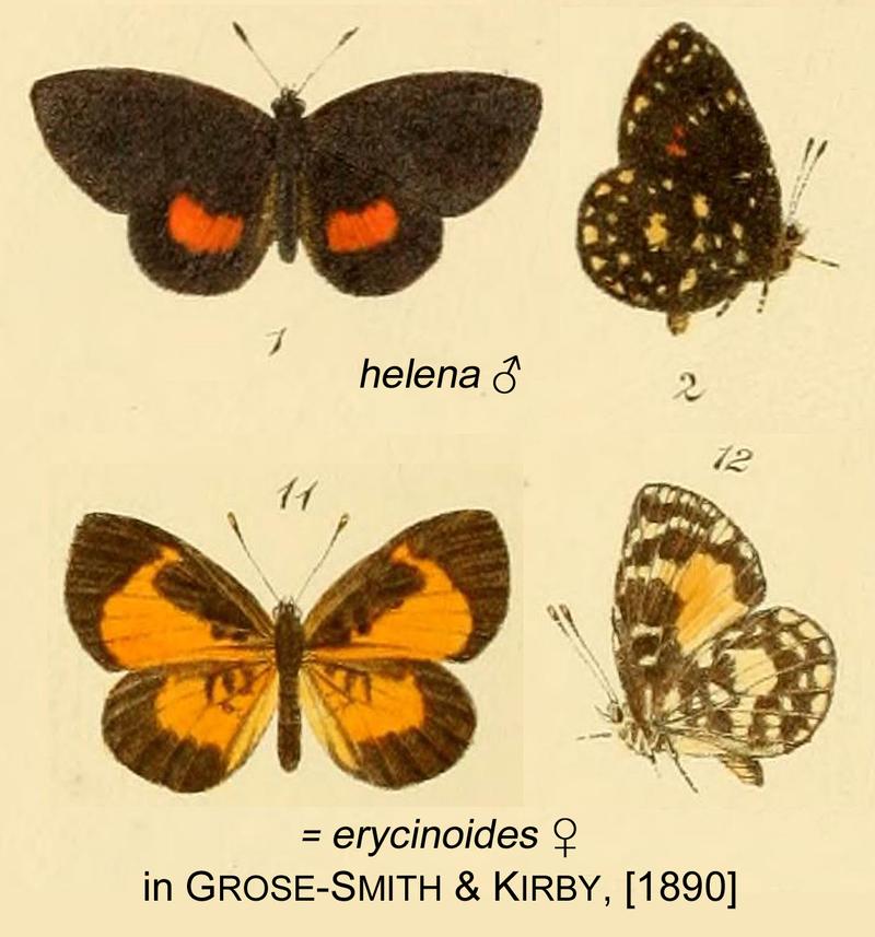 Helena erycinoides inGSK1890